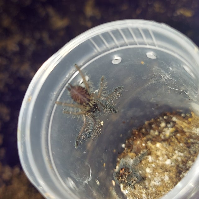 Tarantulas | Dreamweavers spiders and supplies