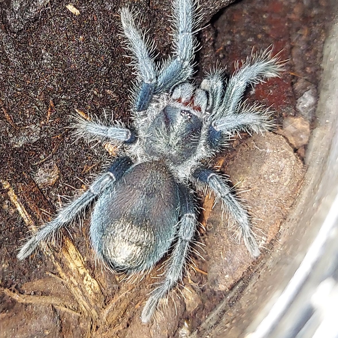 Phormictopus atrichomatus, Red Island Bird Eater | Dreamweavers